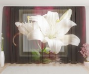 Фототюль Белая лилия на бордовом фоне