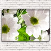 Фотокартина Цветы белые арт. 1-1