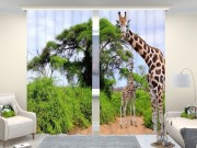 Фотошторы люкс Два жирафа