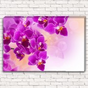 Фотокартина Яркие орхидеи арт. 1-1